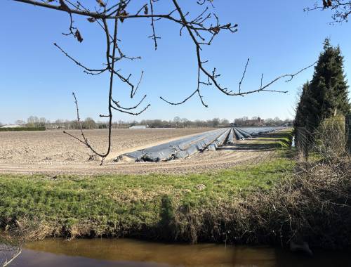 Het nieuwe aspergeseizoen gaat weer van start!
